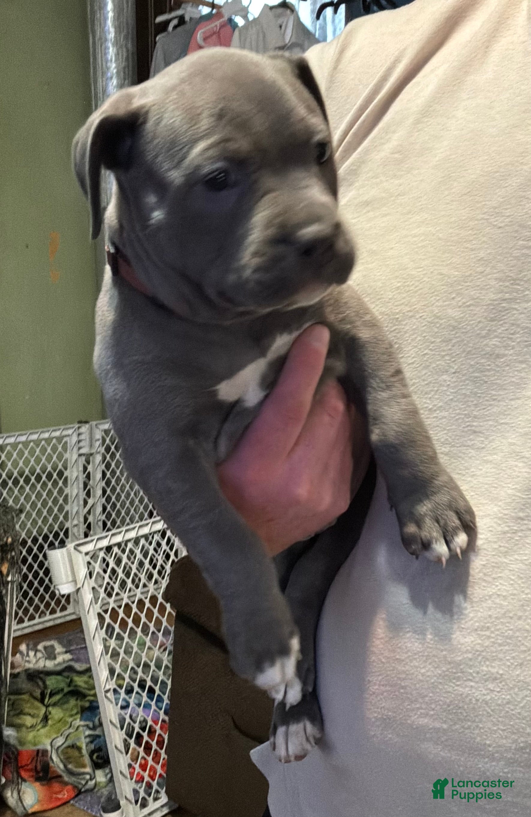 American Pit Bull Terrier dogs American Pit Bull Terrier Puppy 3 - Ad 6