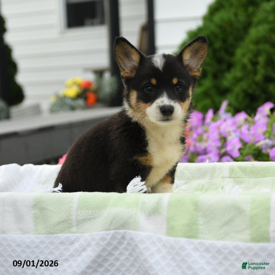 Welsh Corgi Pembroke dogs Harper - Ad 1