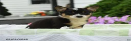 Welsh Corgi Pembroke dogs for sale: Harper - Ad 5