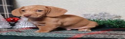 Dachshund dogs for sale: Sabre - Ad 8