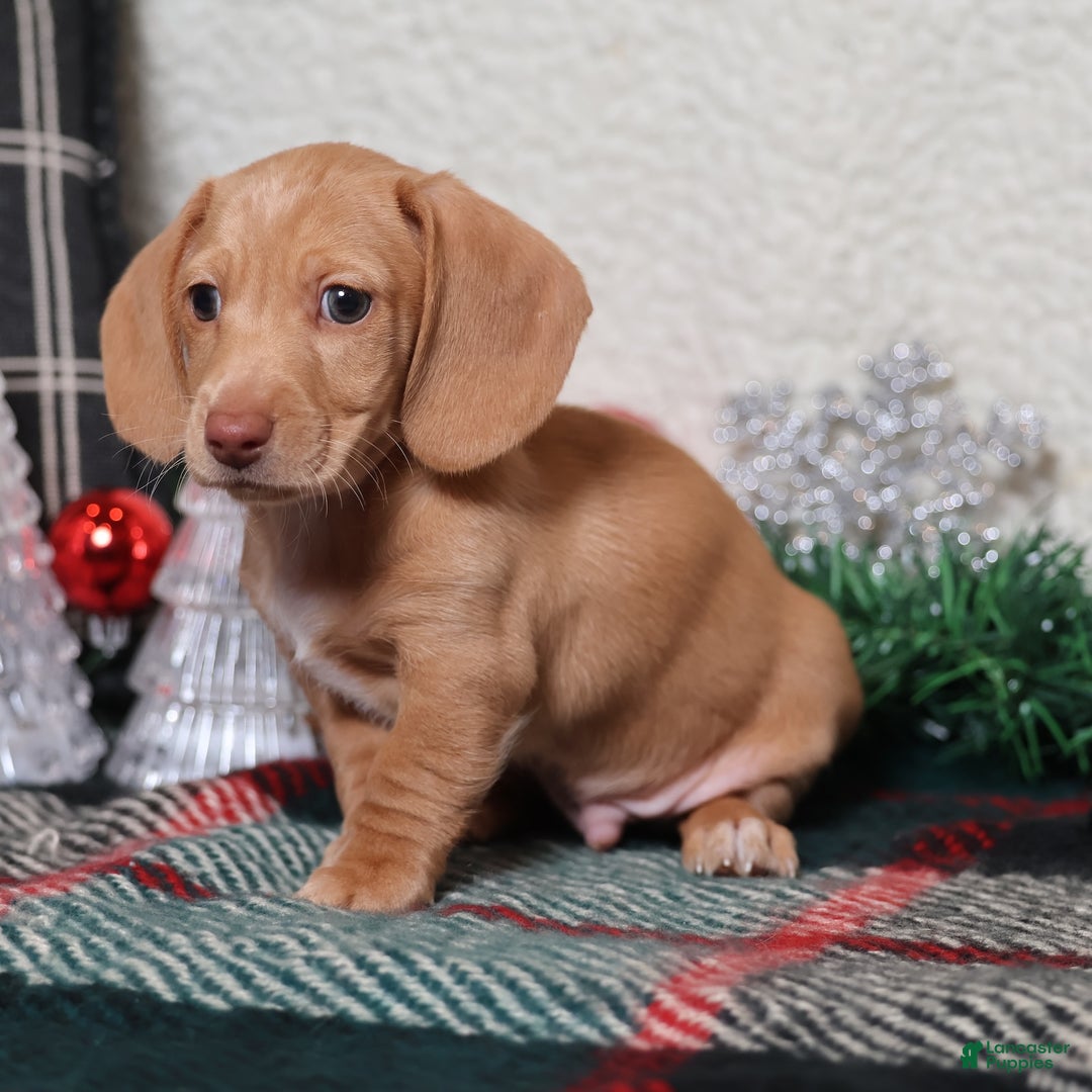 Dachshund dogs for sale: Sabre - Ad 8