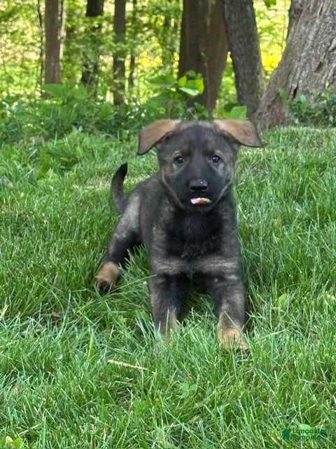 German Shepherd dogs German Shepherd Puppy 1 - Ad 2
