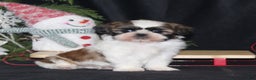 Shih Tzu dogs for sale: Opie - Ad 1