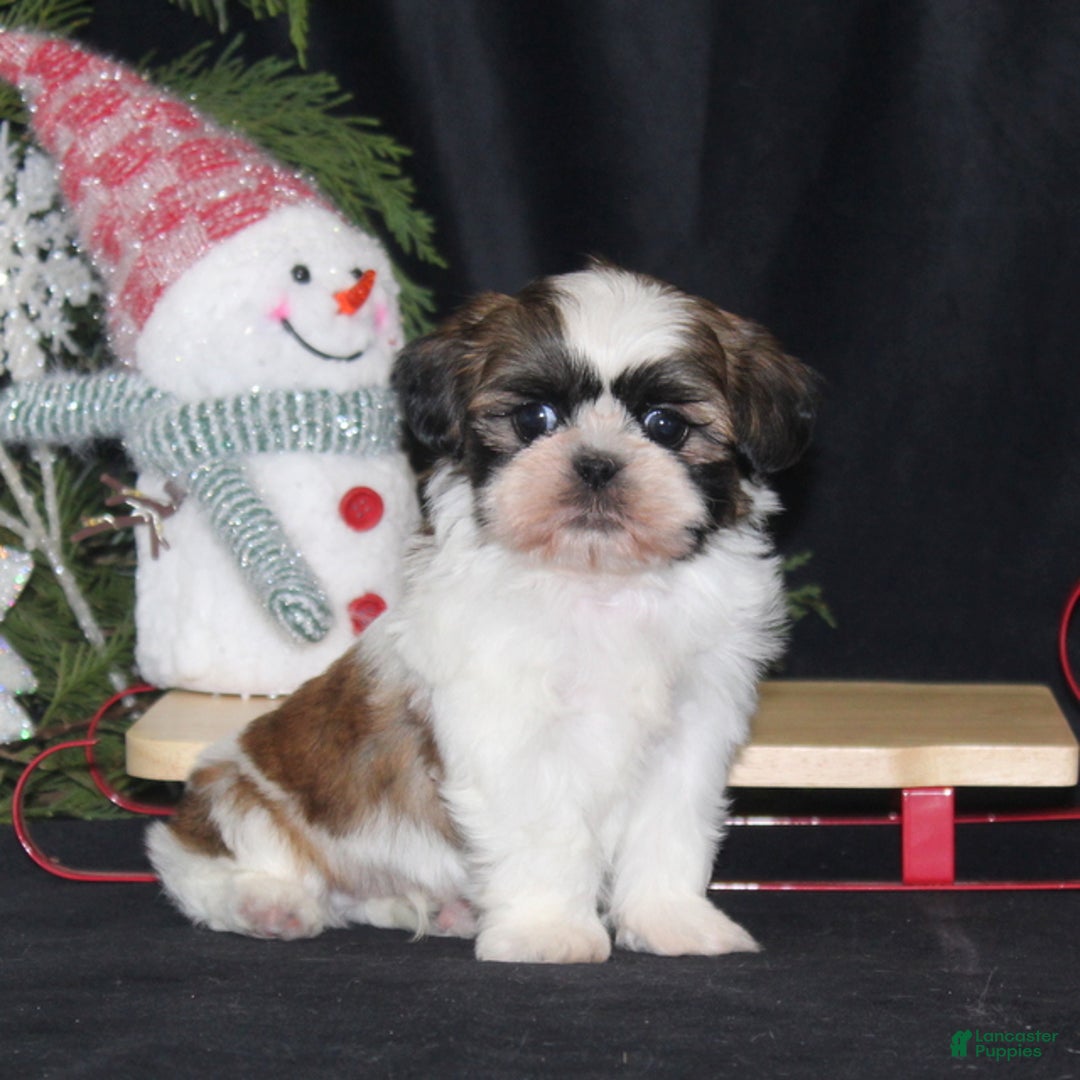 Shih Tzu dogs for sale: Opie - Ad 1