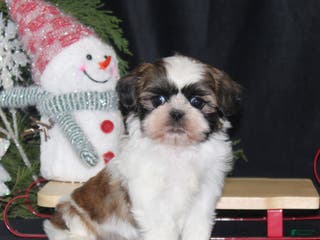Shih Tzu dogs Opie - Ad 26