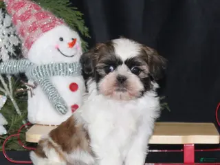 Shih Tzu dogs Opie - Ad 10