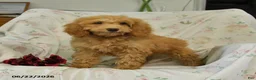 Mini Goldendoodle dogs for sale: Melody - Ad 5