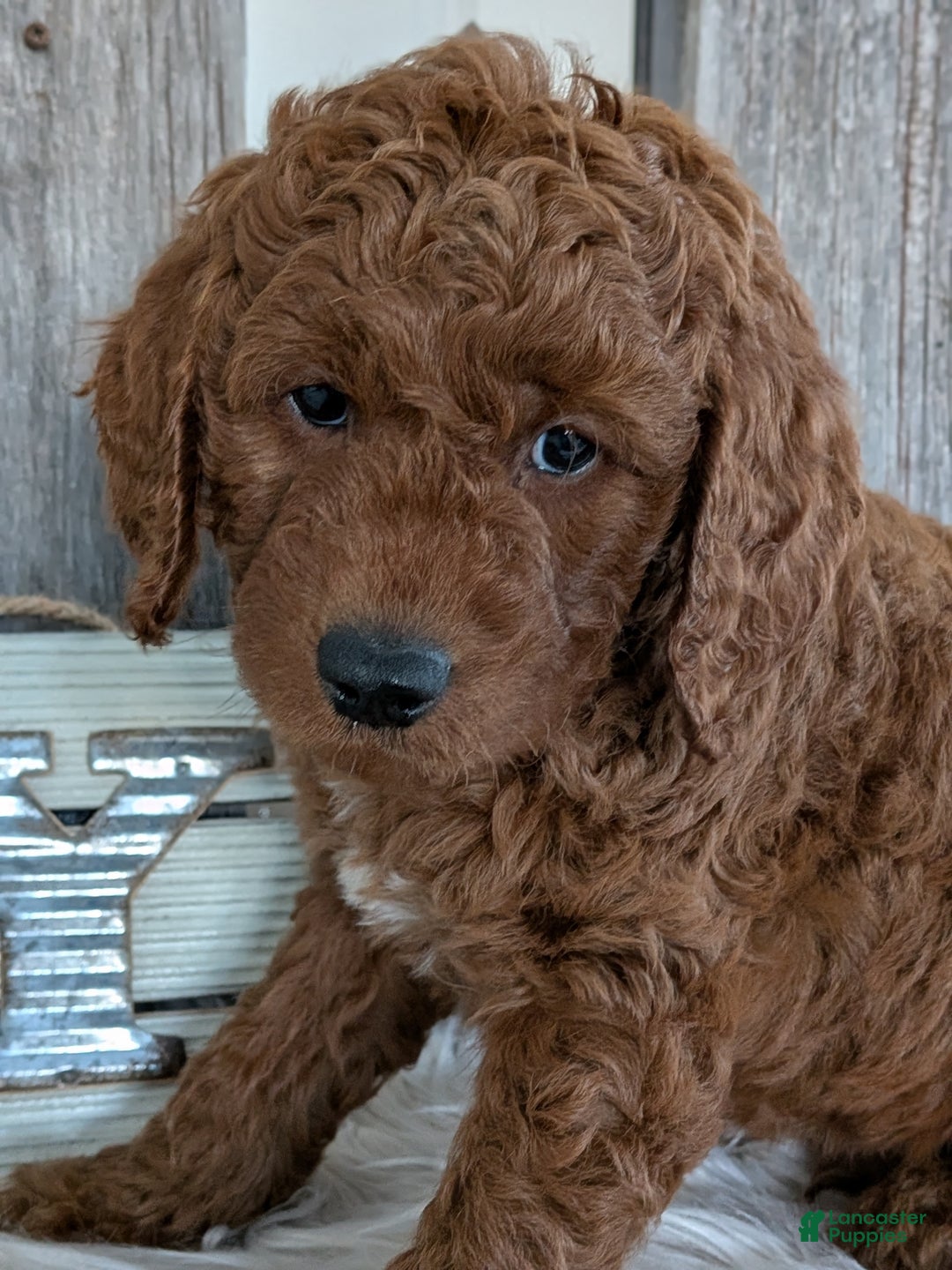 Goldendoodle dogs for sale: Bingo  - Ad 2