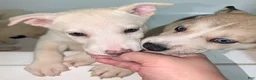 Pitsky dogs for sale: Stella - Ad 4
