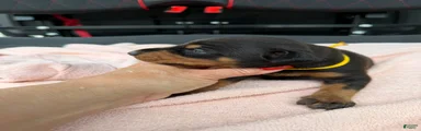 Doberman Pinscher Puppy 1