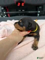 Doberman Pinscher Puppy 1