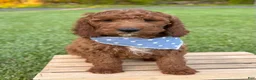 Irish Doodle dogs for sale: Copper - Ad 11