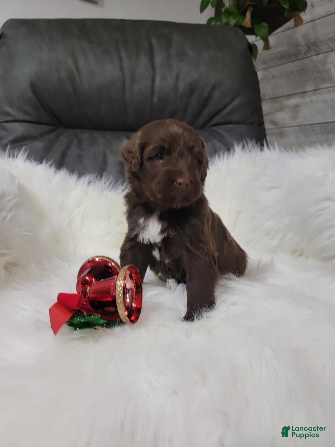 Portuguese Water Dog dogs for sale: Belle - Ad 3