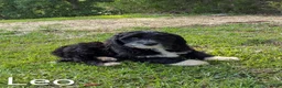 Mixed Breed dogs for sale: Leo - Ad 3