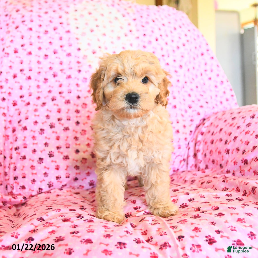 Cockapoo dogs for sale: Maple   - Ad 3