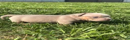 American Bully dogs for sale: American Bully 1 - Ad 7