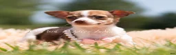 Chihuahua dogs for sale: Pom Pom - Ad 3