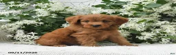Goldendoodle dogs for sale: Jared - Ad 3