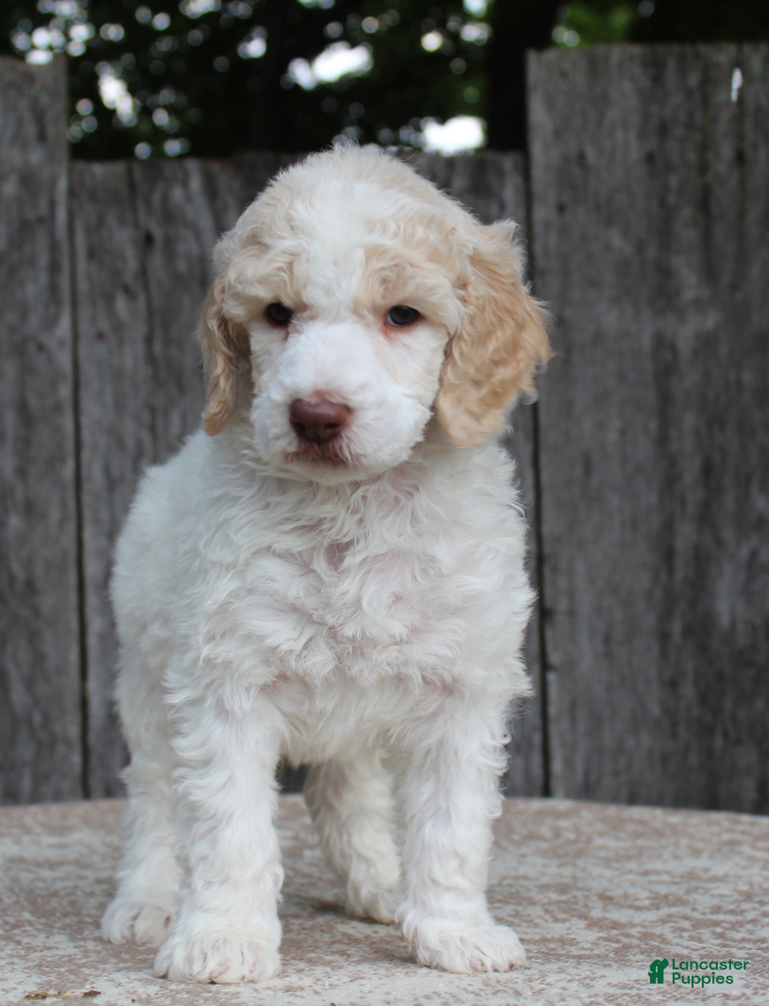 Standard Poodle dogs Pebble AKC Standard Poodle - Ad 2