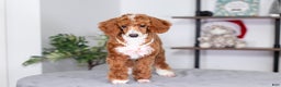Toy Poodle dogs for sale: Waverly - Ad 1