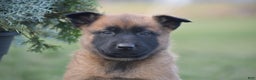 Belgian Malinois dogs for sale: Rhett - Ad 3
