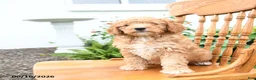 Mini Goldendoodle dogs for sale: Lucky - Ad 5