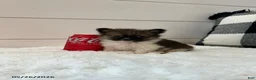 Pomeranian dogs for sale: Rocky Xtra Small - Ad 1