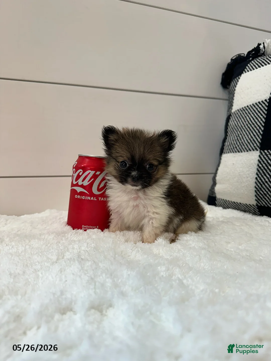 Pomeranian dogs for sale: Rocky Xtra Small - Ad 1