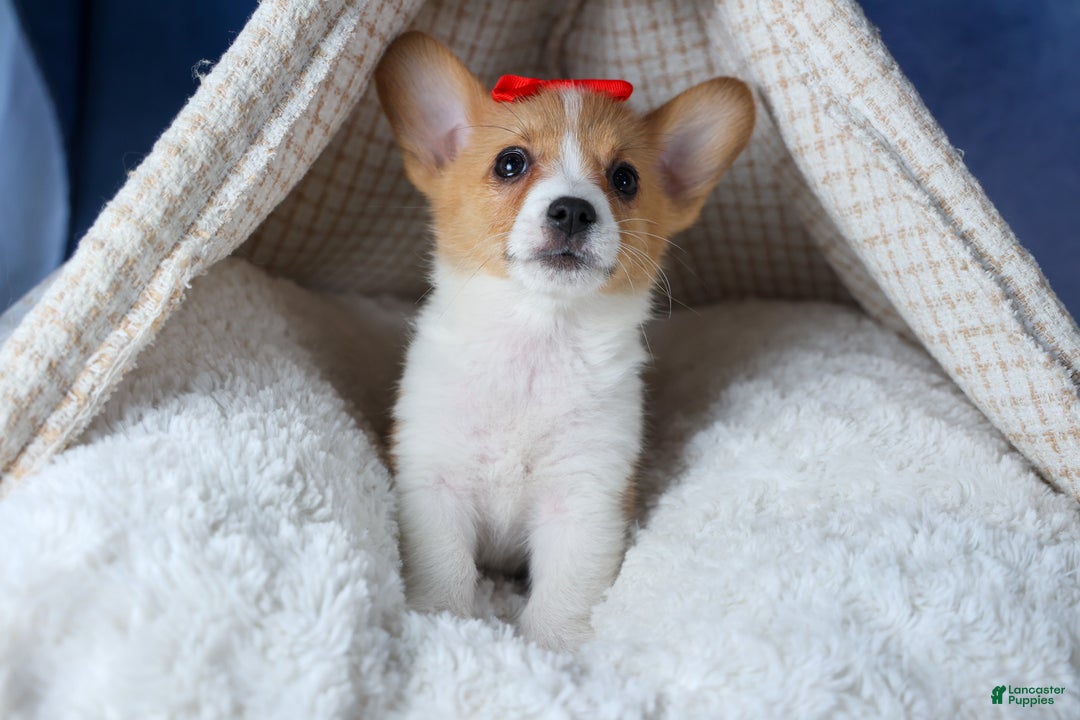 Welsh Corgi Pembroke dogs for sale: Lulu - Ad 7