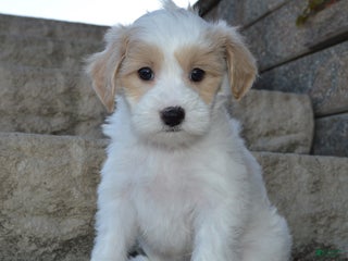 Mini Goldendoodle dogs - Ad 6