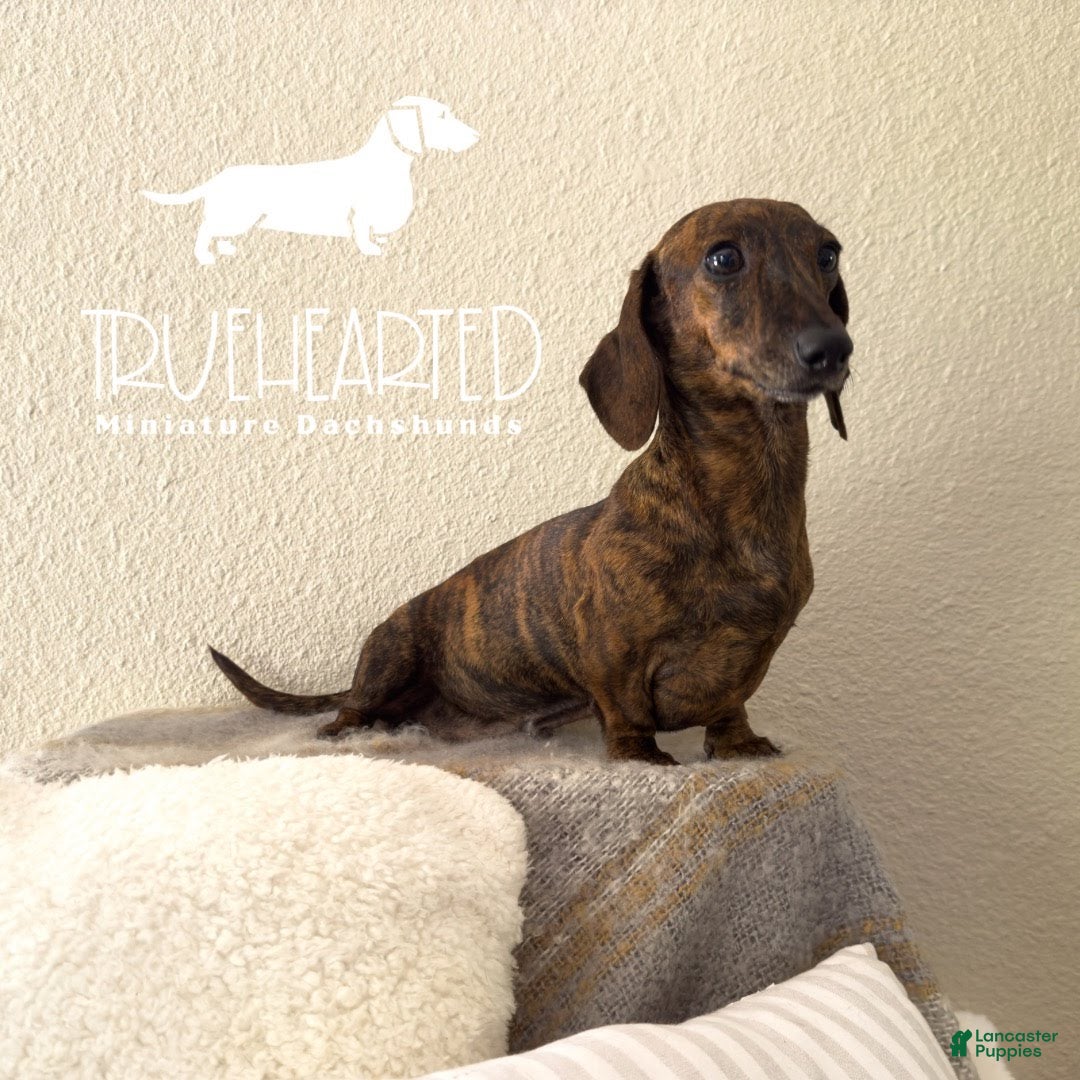 Miniature Dachshund dogs for sale: Jovie(adult) - Ad 2