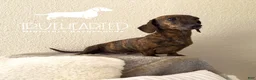 Miniature Dachshund dogs for sale: Jovie(adult) - Ad 2
