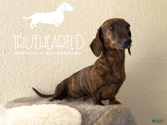 Miniature Dachshund dogs for sale: Jovie(adult) - Ad 2