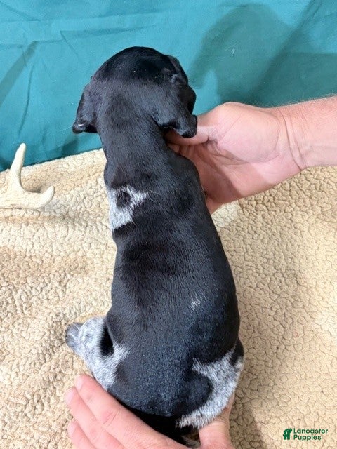 German Shorthaired Pointer dogs GSP female Ying Yang - Ad 39