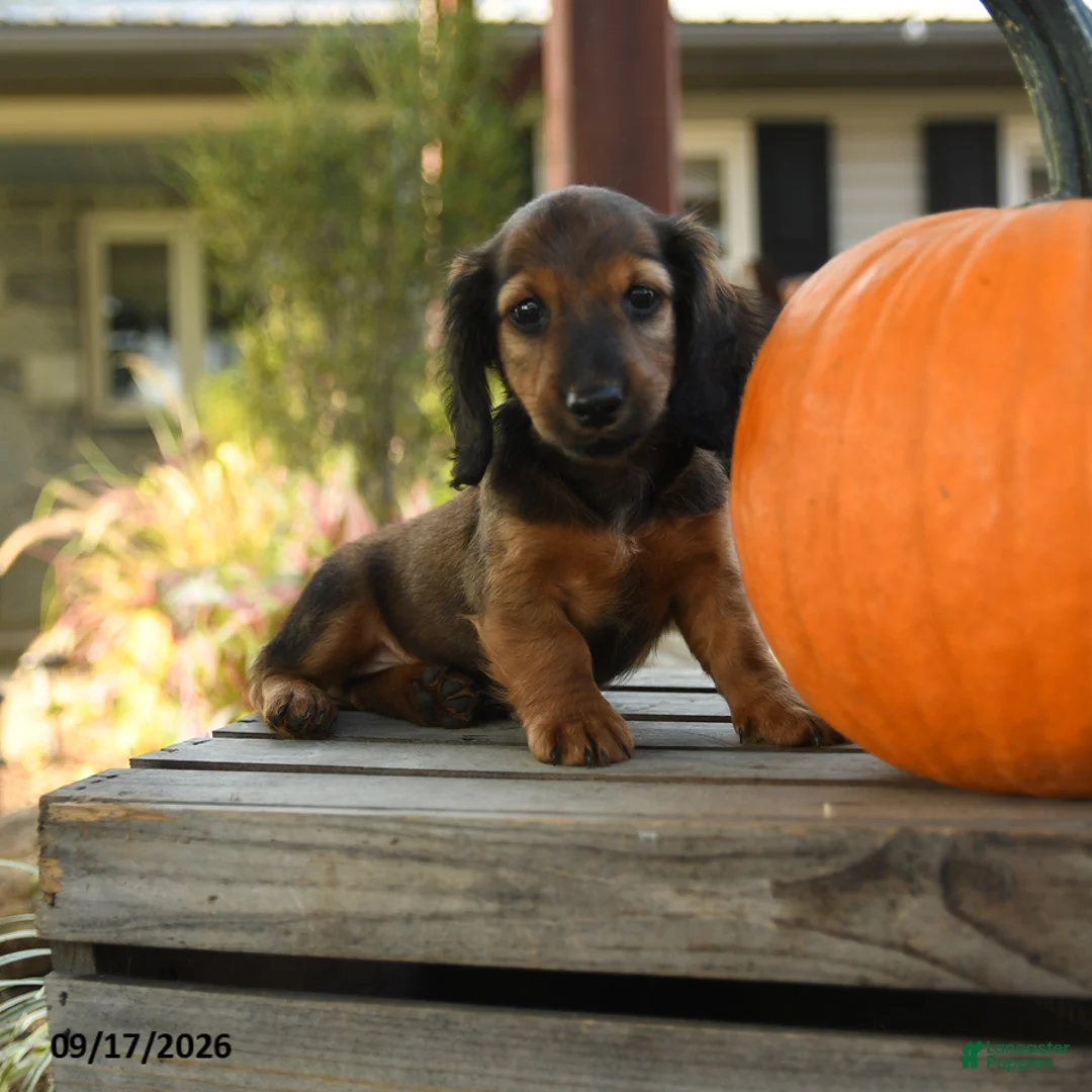 Miniature Dachshund dogs for sale: Pierre - Ad 1