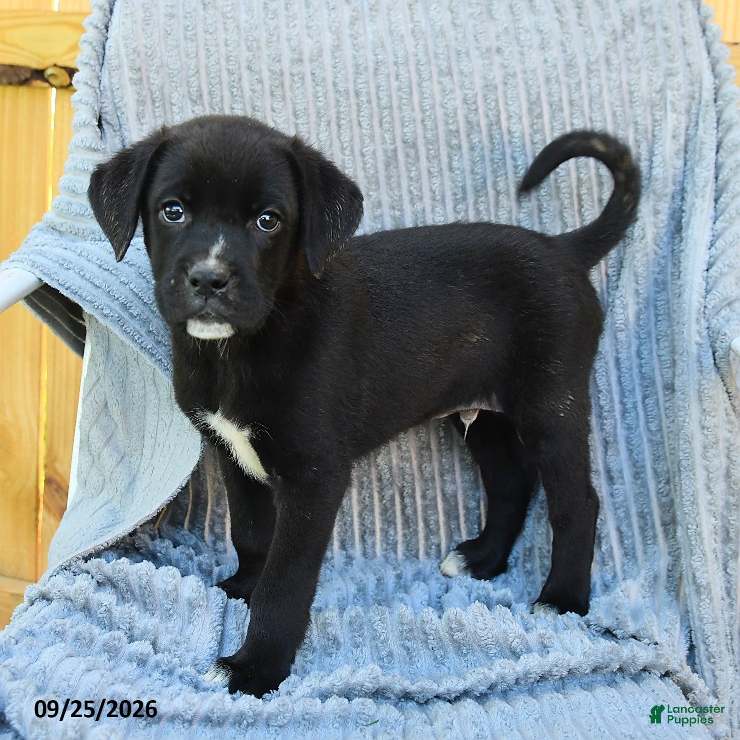 Mixed Breed dogs Nico - Ad 1