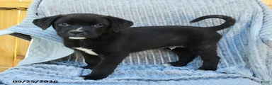 Nico