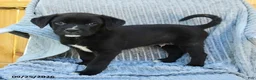 Mixed Breed dogs for sale: Nico - Ad 1