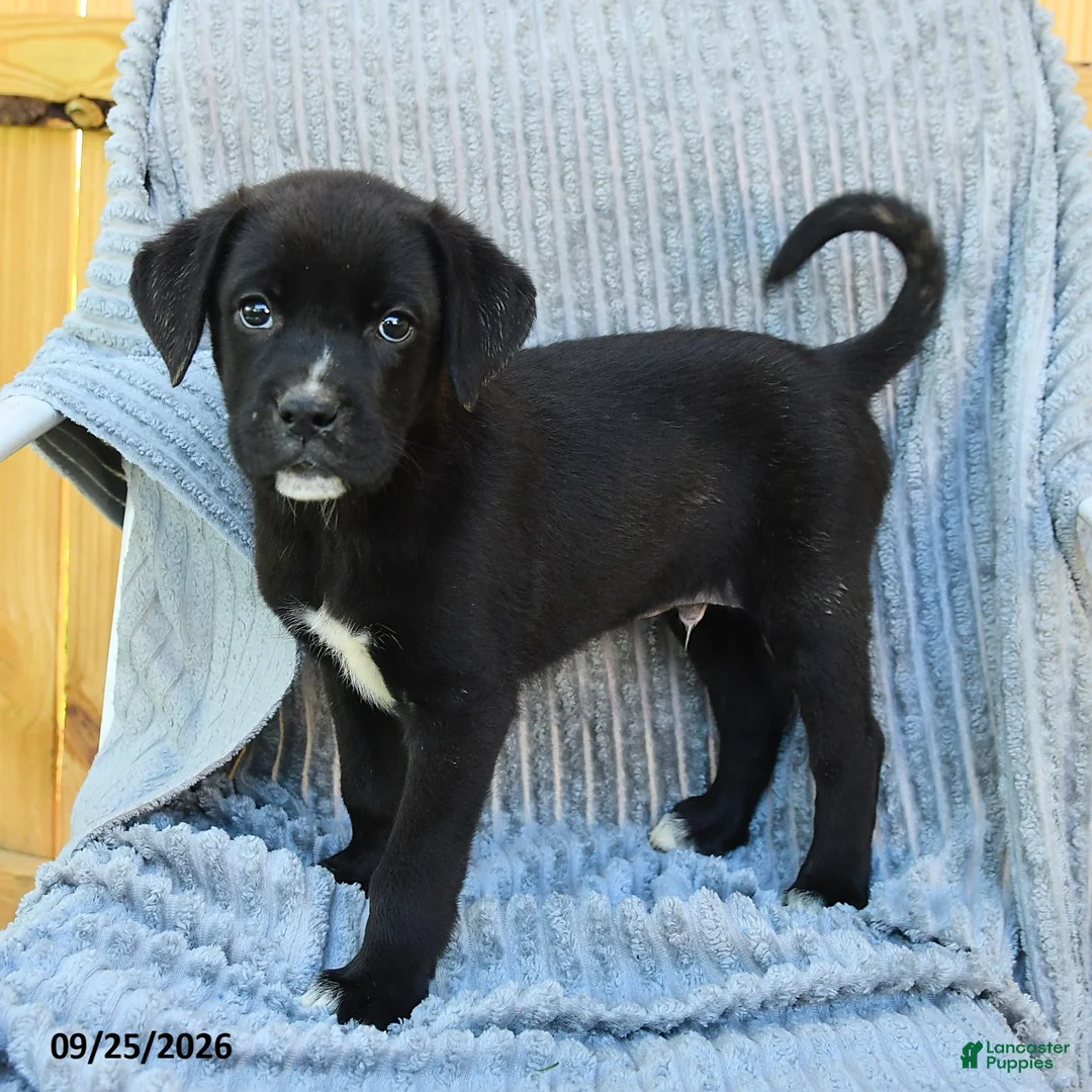 Mixed Breed dogs for sale: Nico - Ad 1