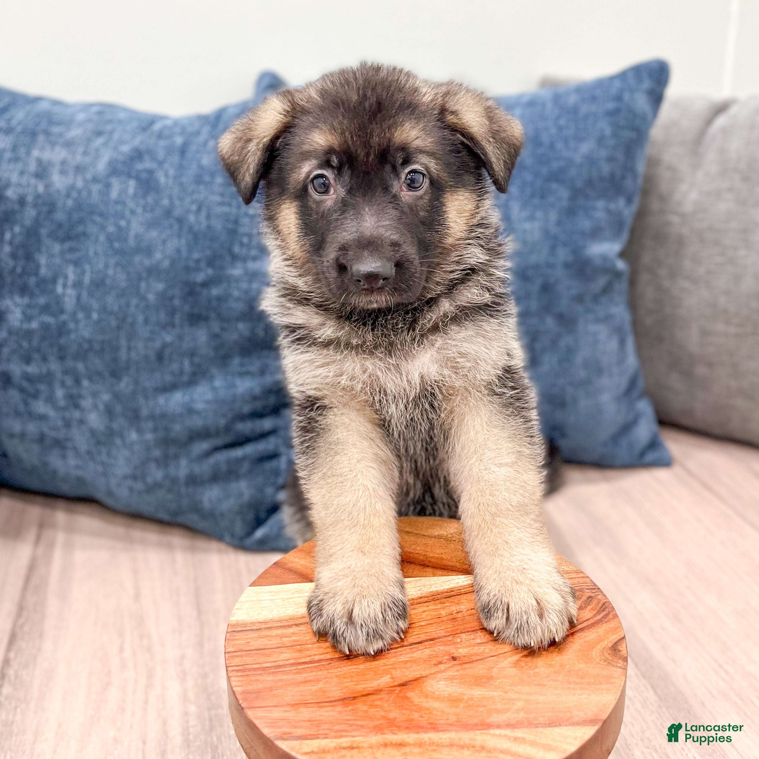 German Shepherd dogs Kalvin - Ad 2