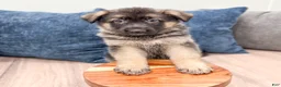 German Shepherd dogs for sale: Kalvin - Ad 2