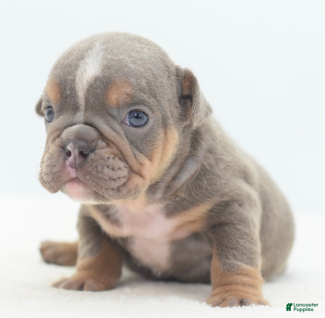 Mixed Breed dogs for sale: Lily tricolor hybrid  - Ad 4