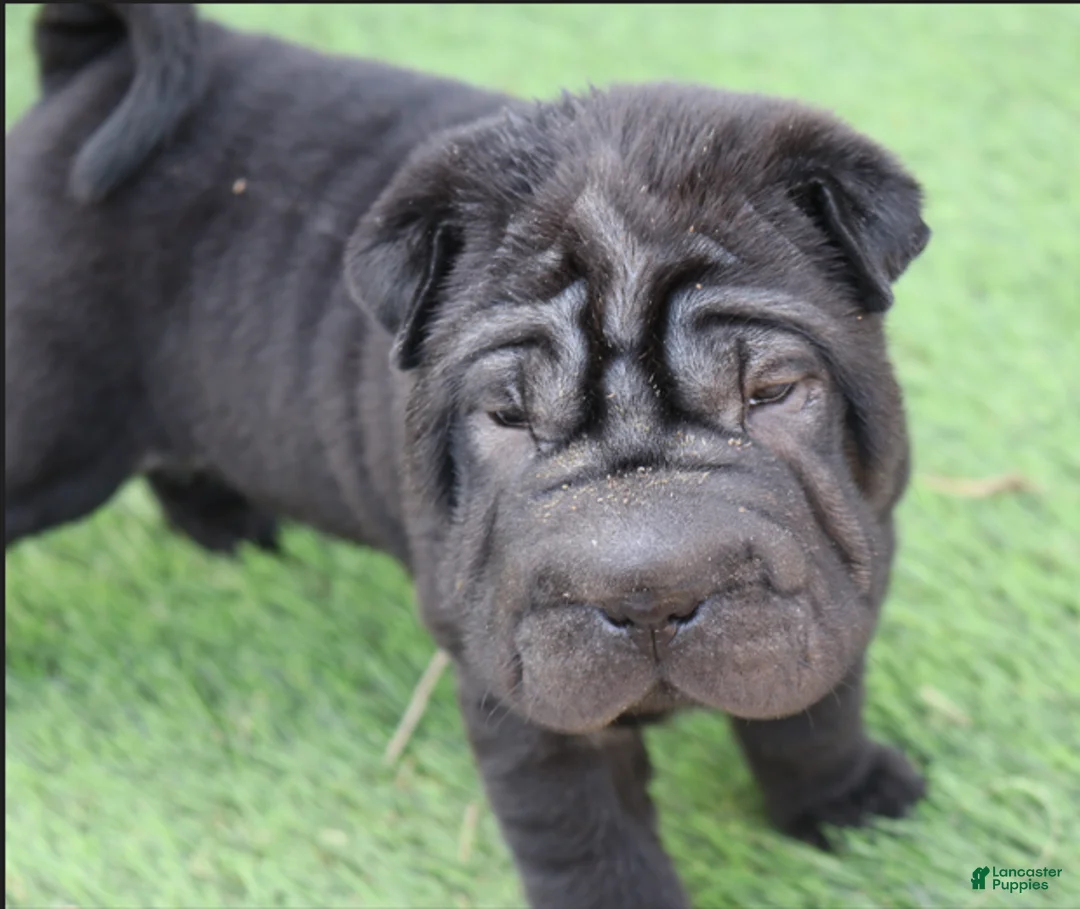 Shar Pei dogs for sale: Valerie - Ad 1