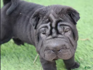 Shar Pei dogs for sale: Valerie - Ad 2