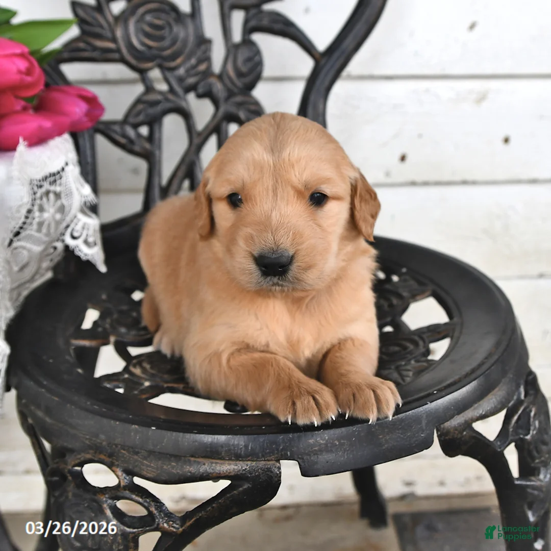 Golden Retriever dogs for sale: Roy  - Ad 1