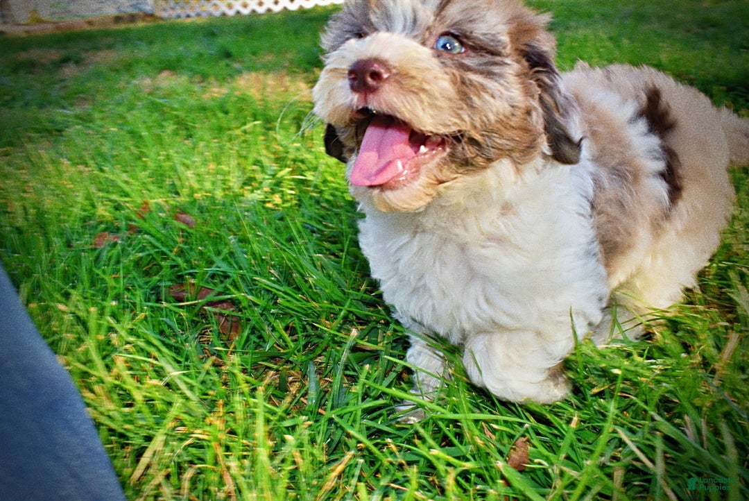 Havapoo dogs for sale: Pixie - Ad 12