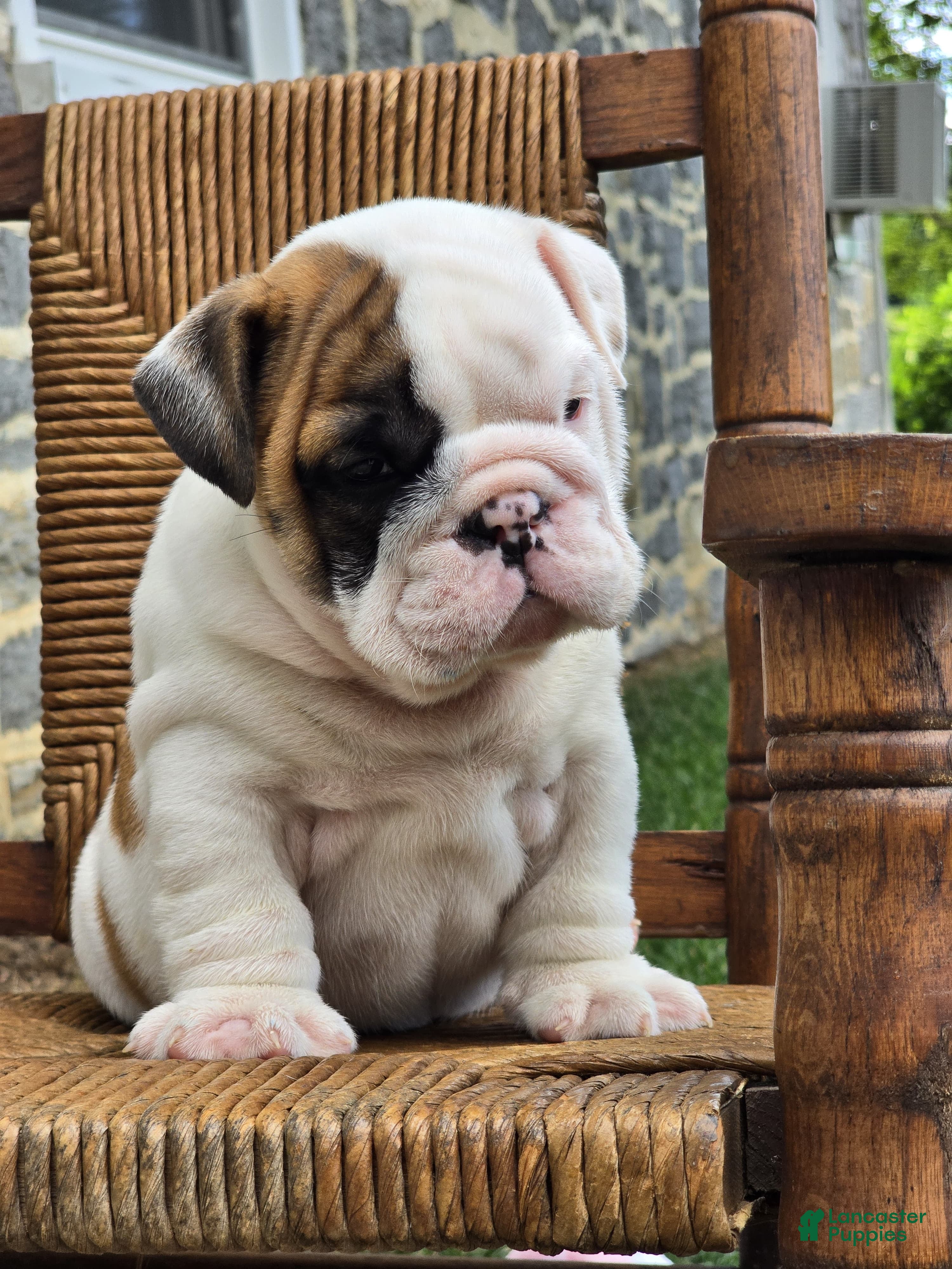 English Bulldog dogs Bowie - Ad 1