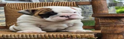 English Bulldog dogs for sale: Bowie - Ad 1
