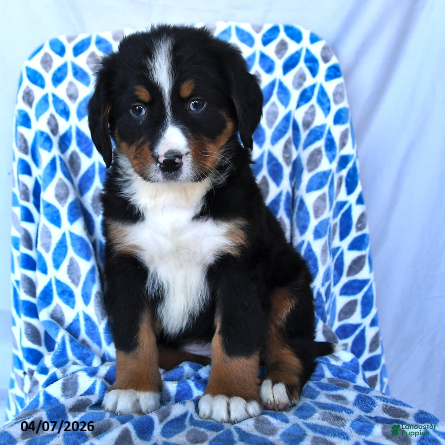Bernese Mountain Dog dogs Jojo - Ad 2