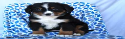 Bernese Mountain Dog dogs for sale: Jojo - Ad 4